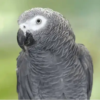 African Grey