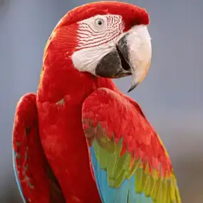 Macaw