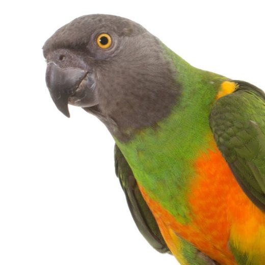 Meyer's and Senegal