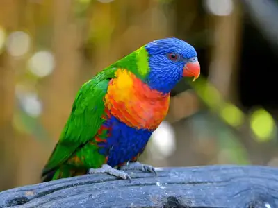 Lory