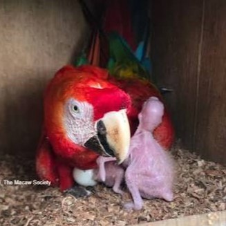 breed parrots