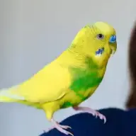 Budgie
