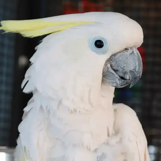 Cockatoo