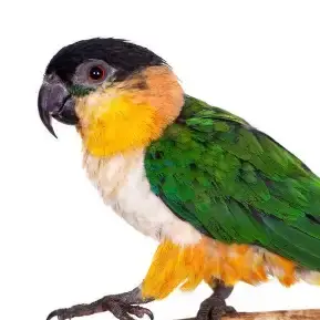 Caique