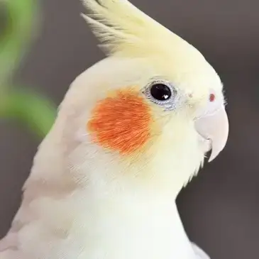 Cockatiel