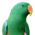 Eclectus