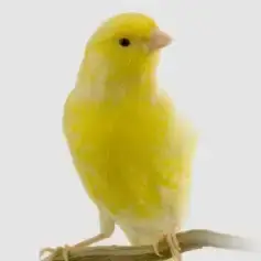 Canary & Finch