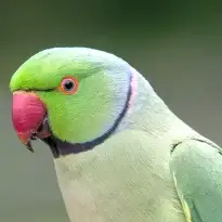 Alexandrine