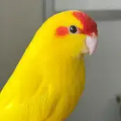 Kakariki