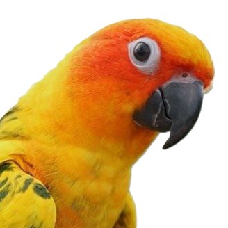 Large Conure