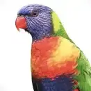 Lorikeet