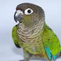 Small Conure