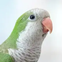 Quaker