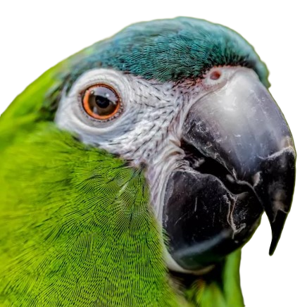 Small Macaw