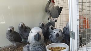 Папагал Жако 3